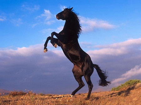 Hình ảnh loài Ngựa khác nhau như thế nào ở phương Đông và phương Tây?