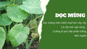 5598 3 DocMungDXThu