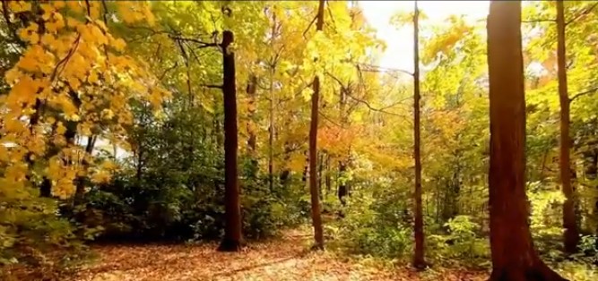 5605 1a ThuVangCungTien