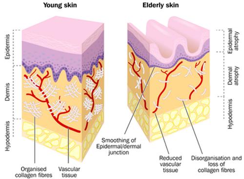 4876 5 BoPhanLaoHoaNCaliST