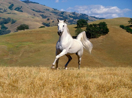 Nếu xét kỹ hơn, hình ảnh ngựa trong hai nền văn hóa Đông - Tây vẫn chứa đựng nhiều nét khác biệt.